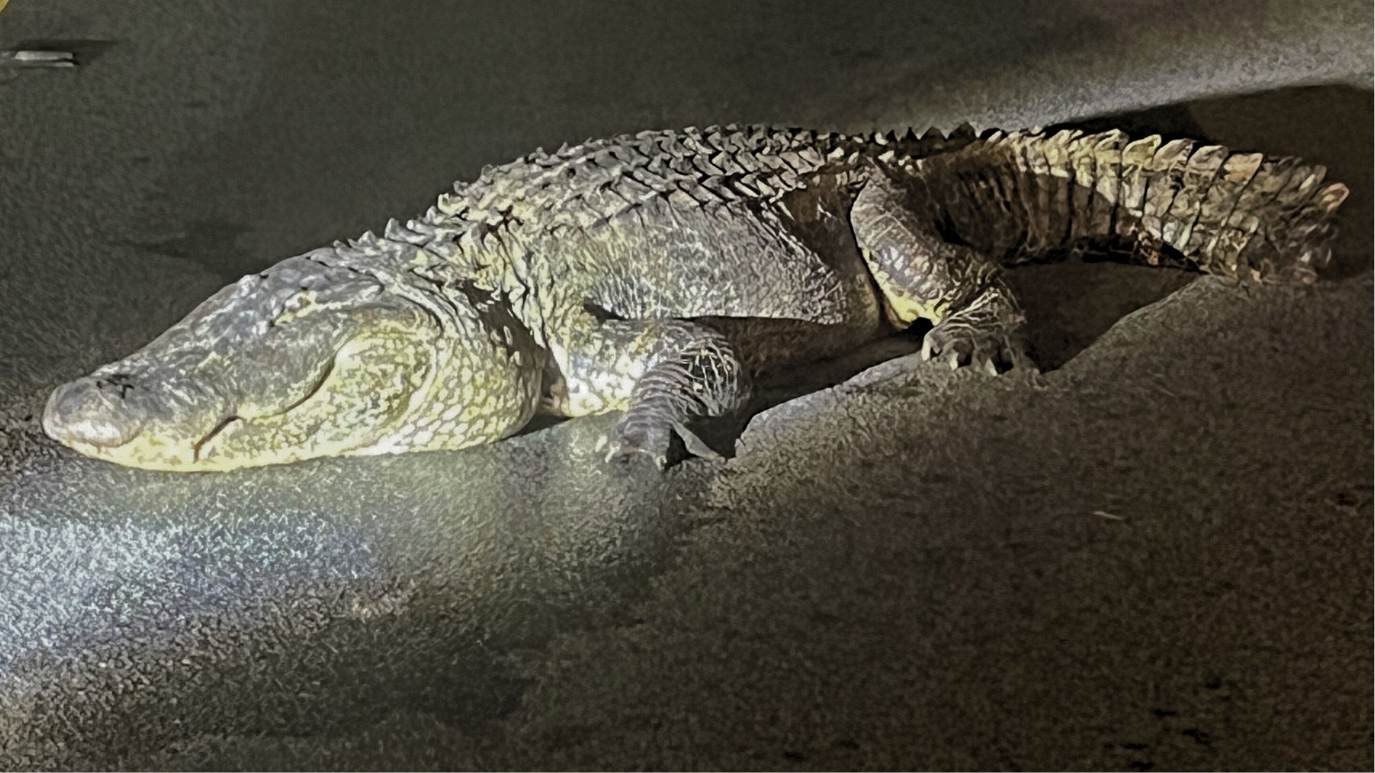 Alligator caught & released in New Bern after hit by car Wednesday