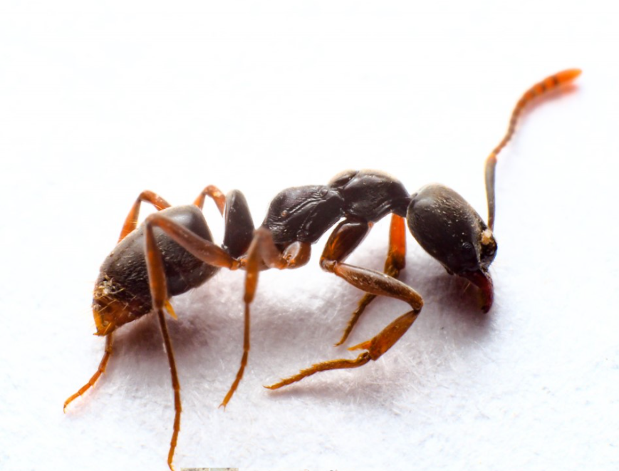 【R&B】Ant Unbelievable Exploding Ants and Other Amazing Defenses - Lerner Publishing Group