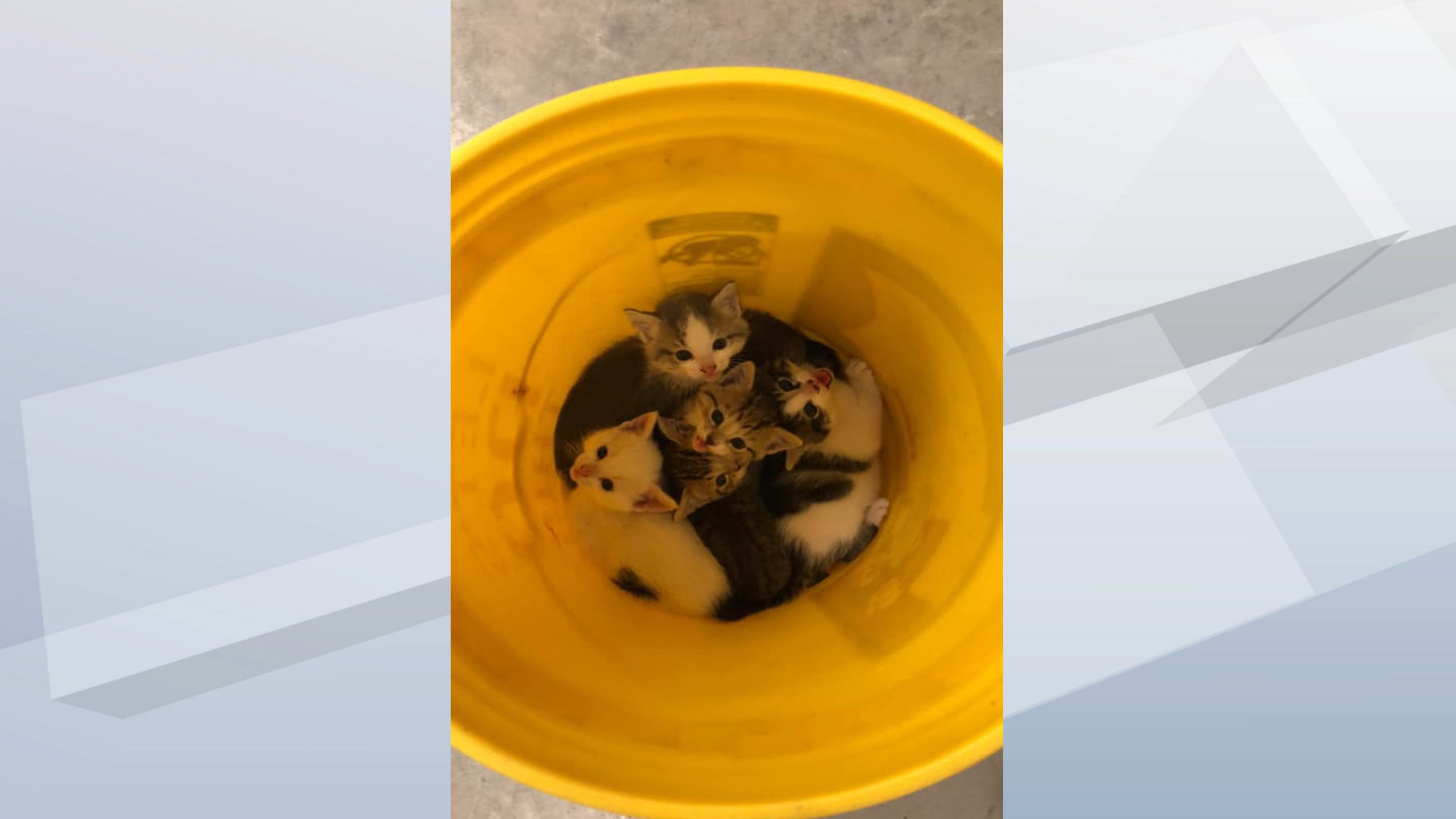 fond du lac humane society cats