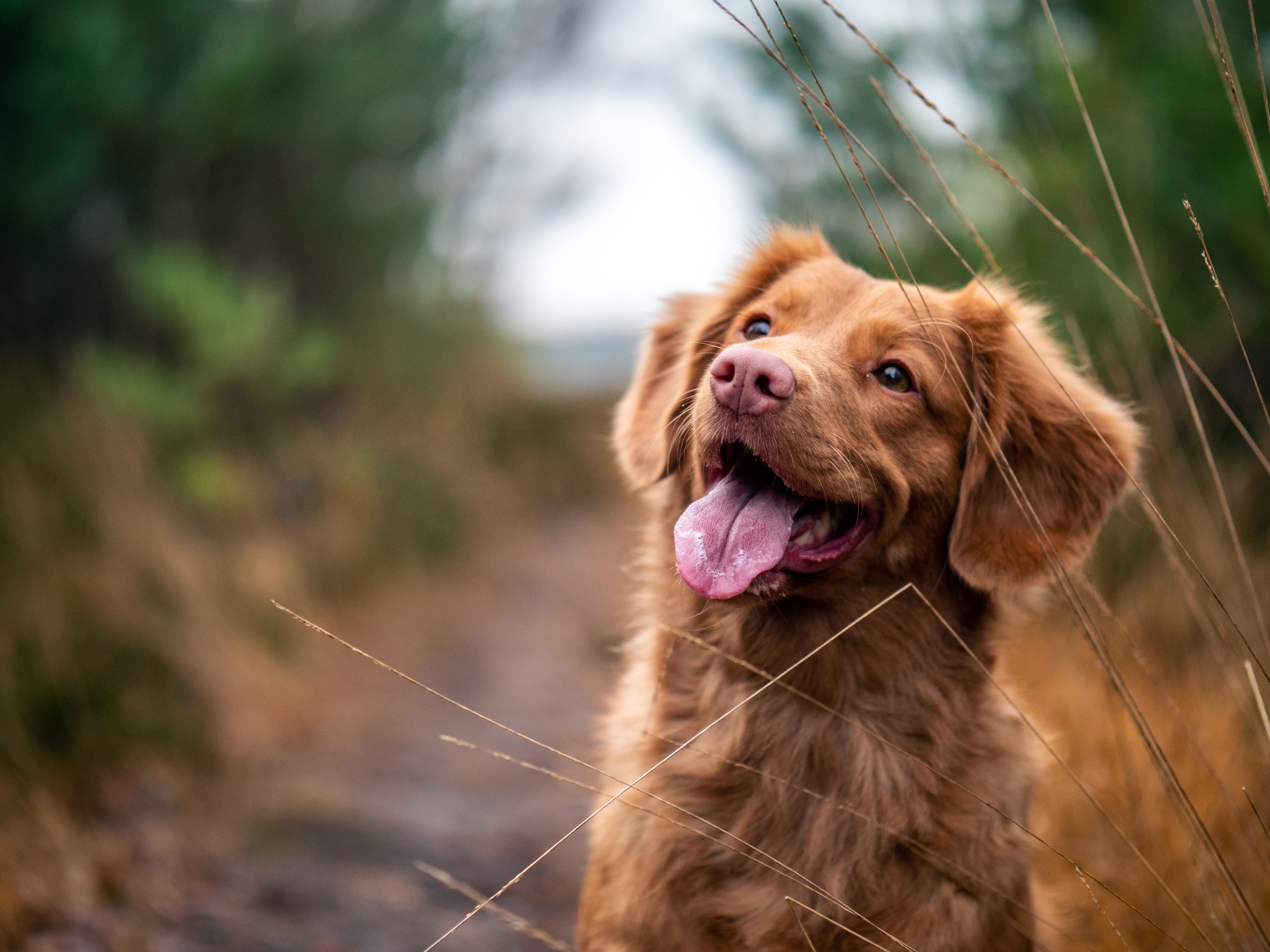 15 Superfoods For Dogs (From Right in Your Kitchen)