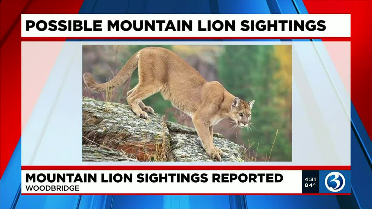 Mountain Lion Sightings