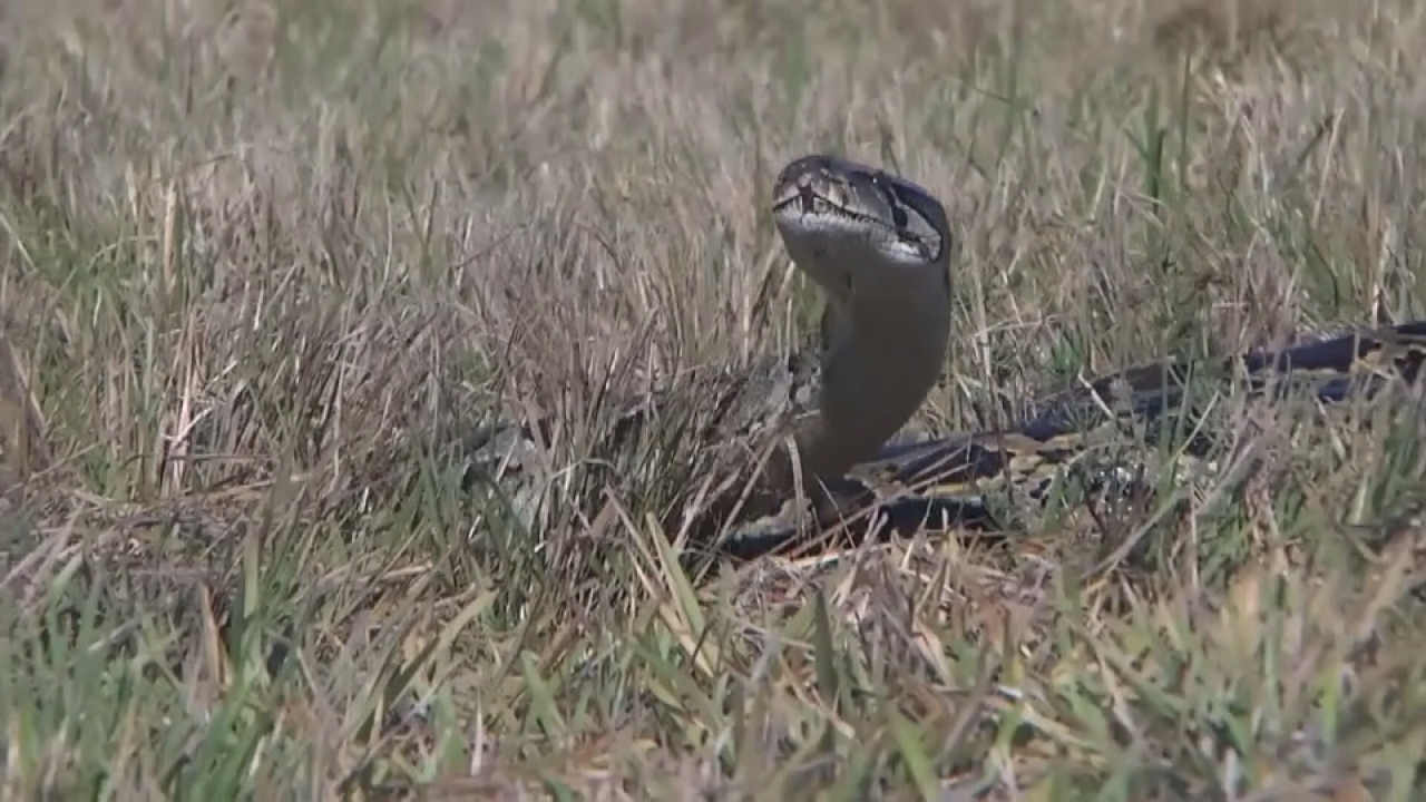 10-day Florida Python Challenge begins