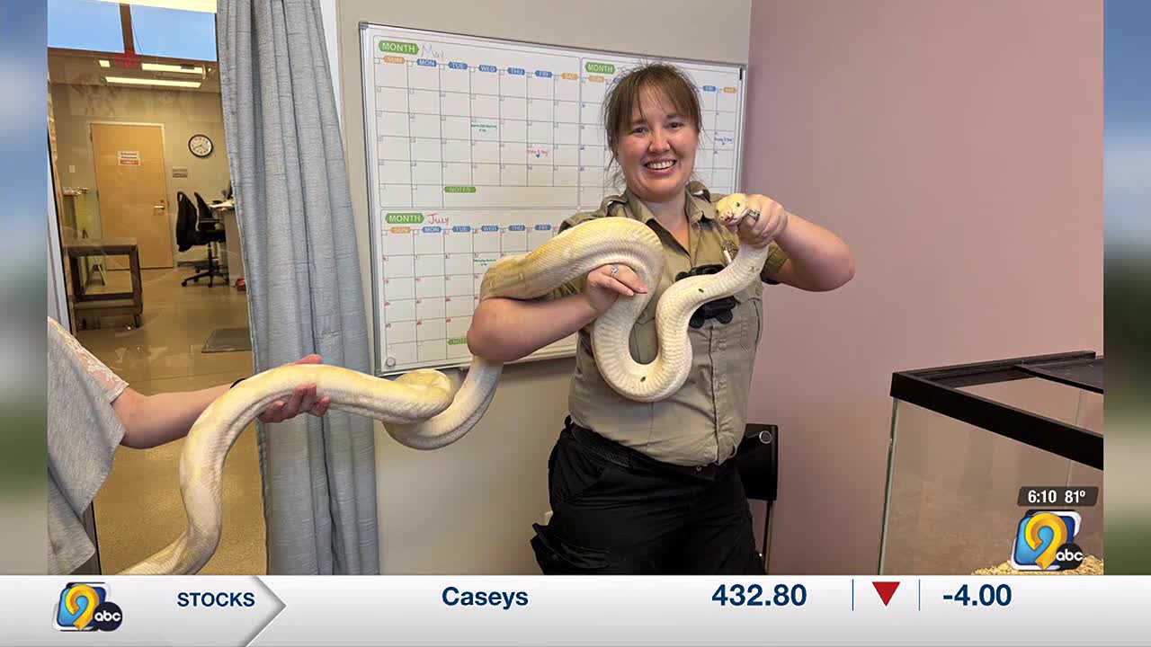 Illegal python Sir Hiss-A-Lot found in Cedar Rapids relocated out