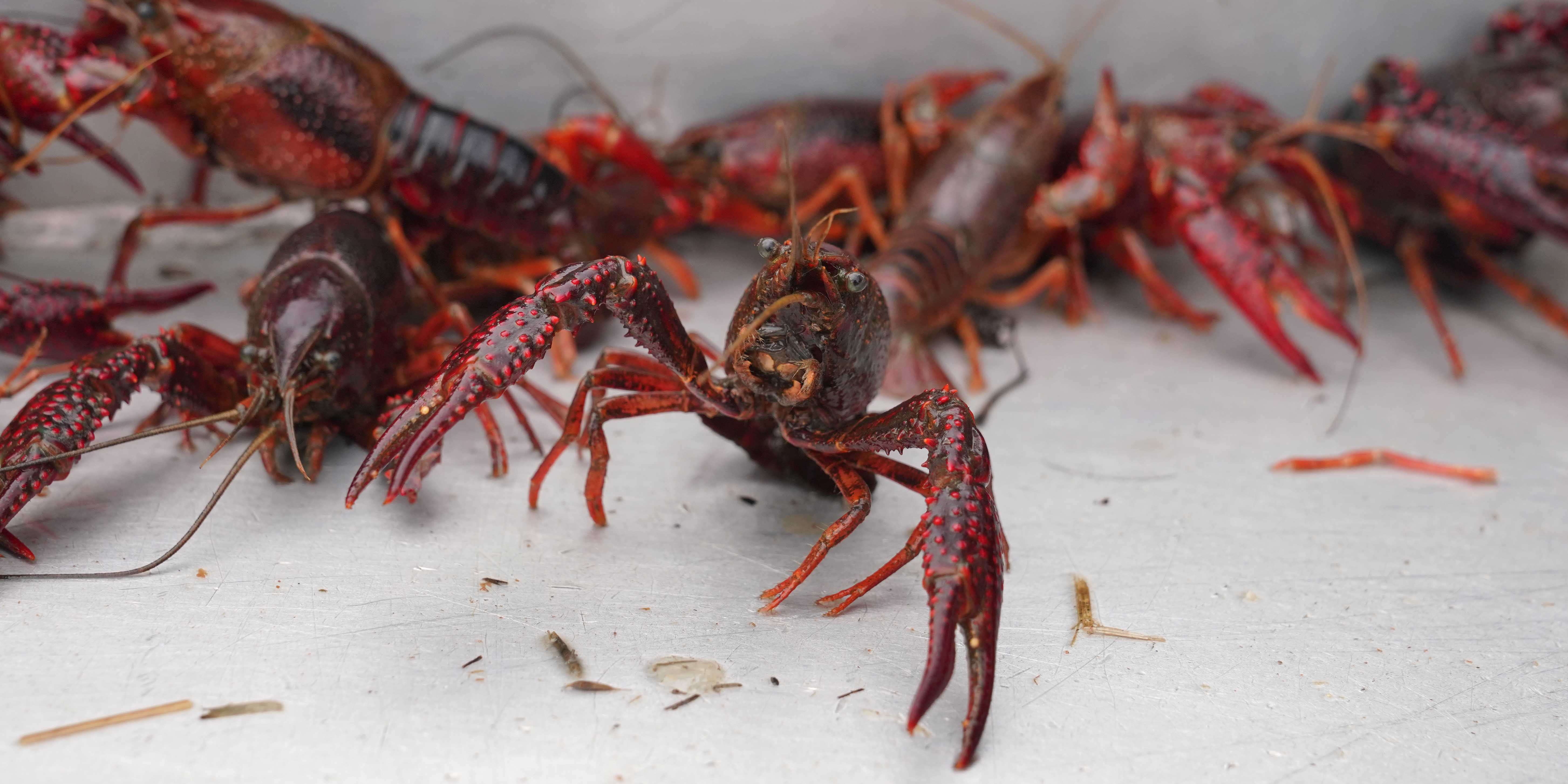 Louisiana Crawfish – Malyn Grace