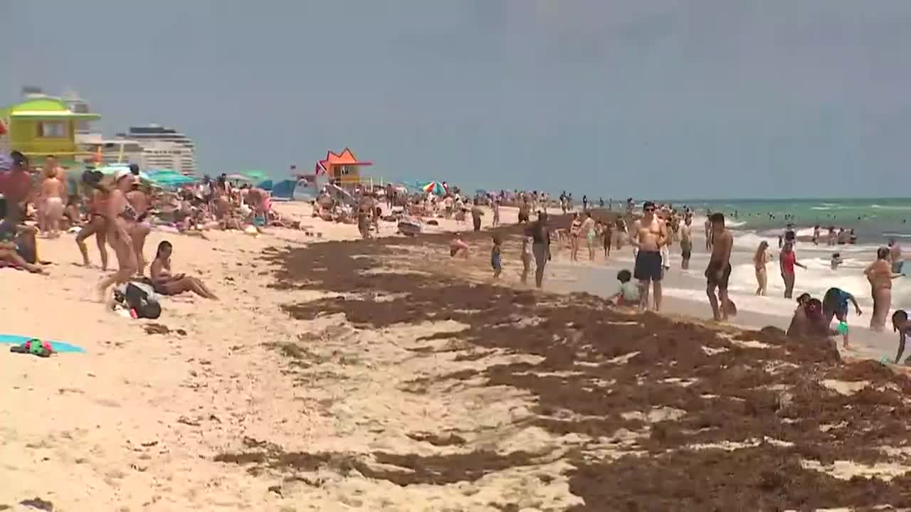 Giant seaweed blob hits Florida beaches