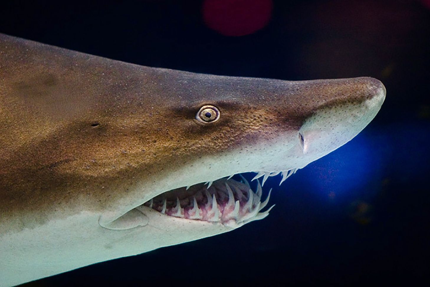 New shark species found in Wilkinson Co., Ga.