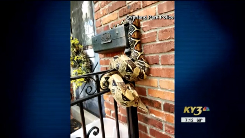 Huge snake on mailbox as postal worker tried to drop off mail