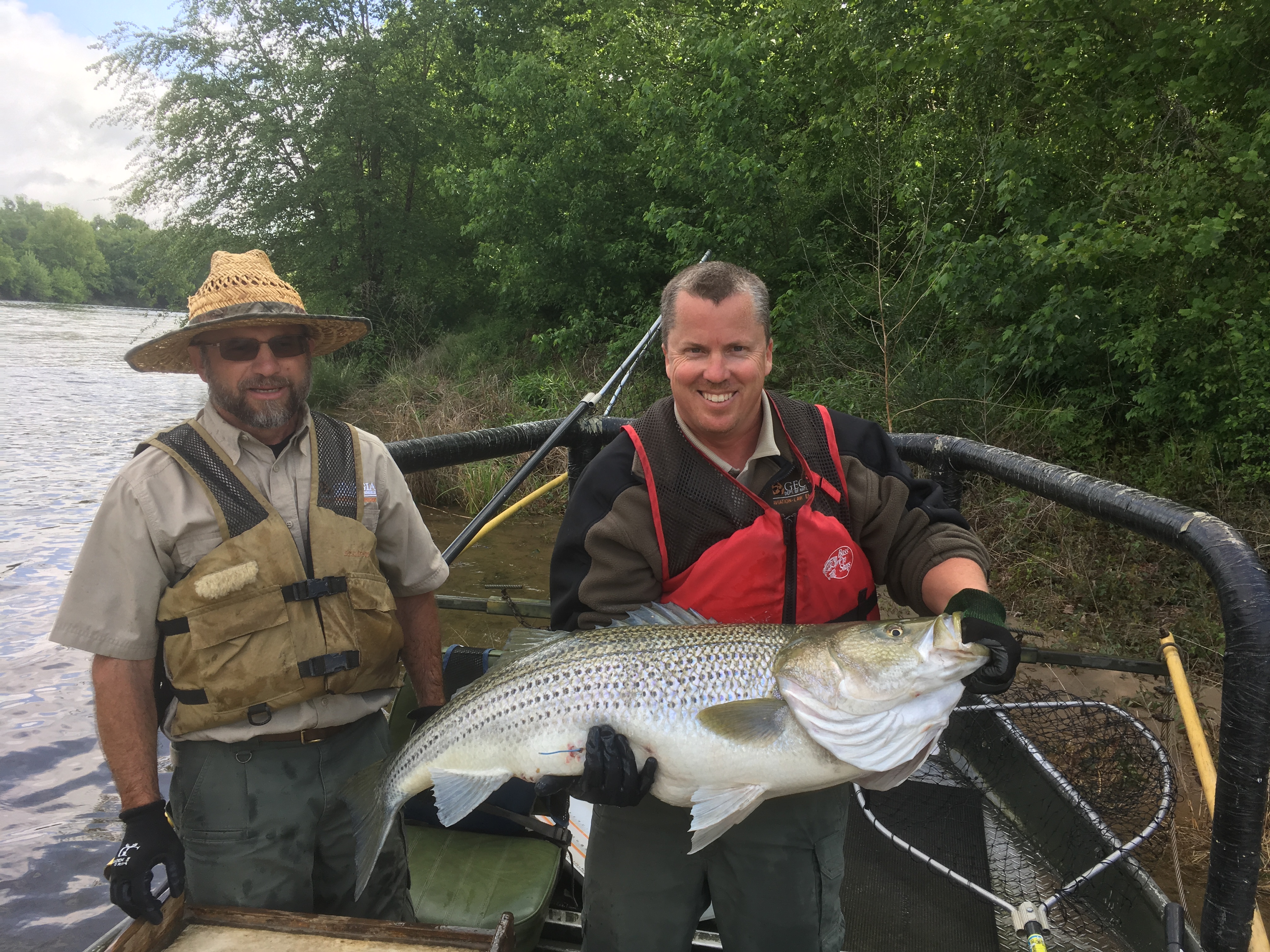 Keeping CSRA lakes and rivers full of striped bass