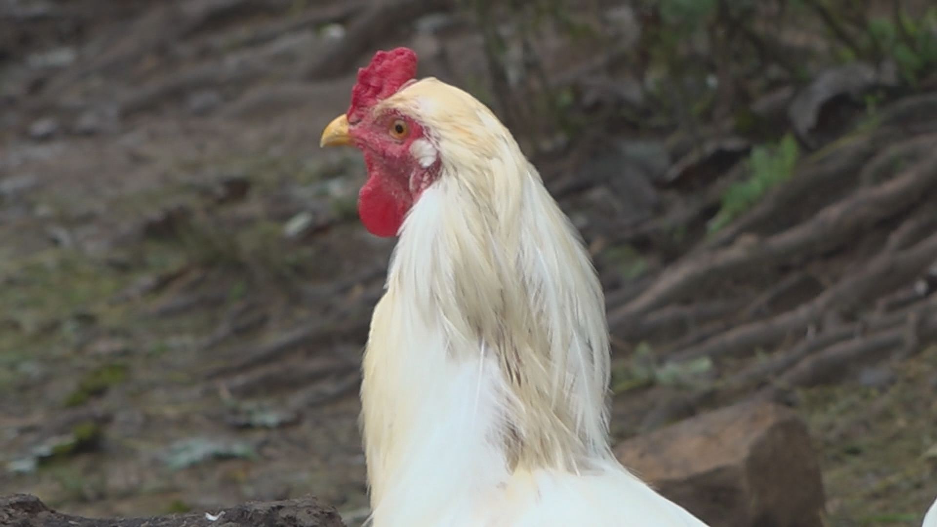 Chicken Farmer Porn - Proposed chicken farm has some Brown Co. residents cackling
