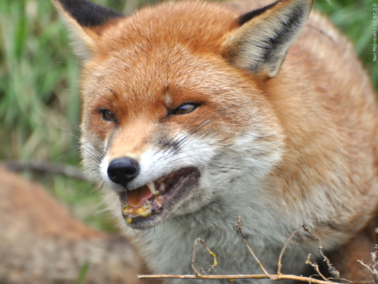 Rabid fox attacks Richmond County resident