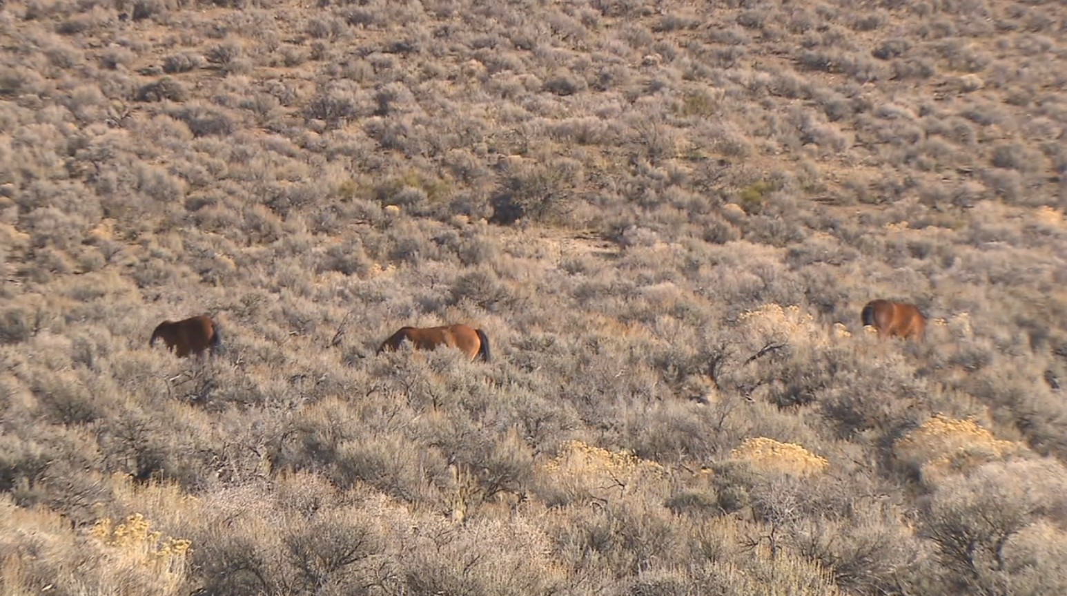 14K wild horses across western US to be rounded up