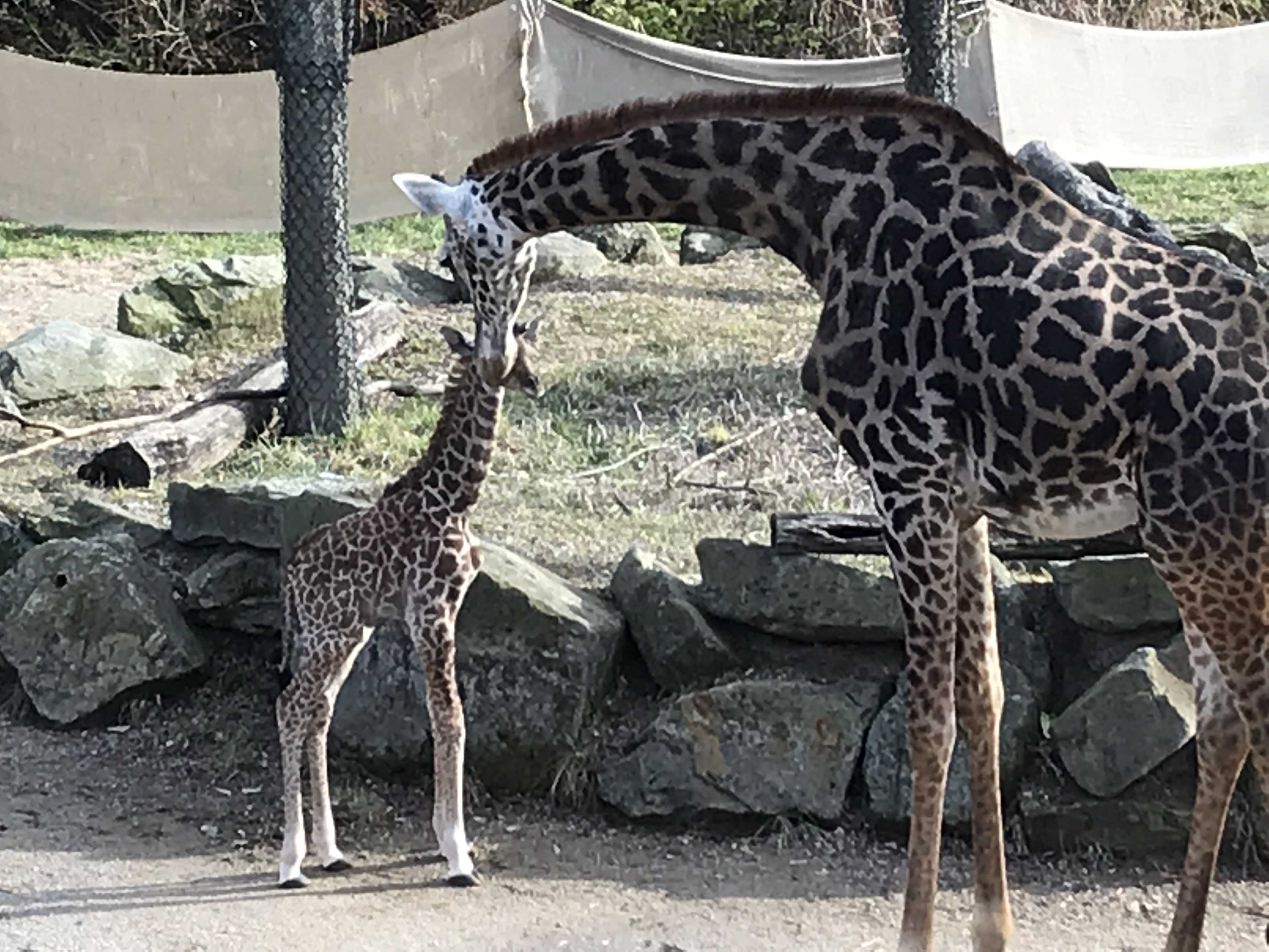 Baby giraffe introduced to giraffe friends for first time at Cincinnati Zoo