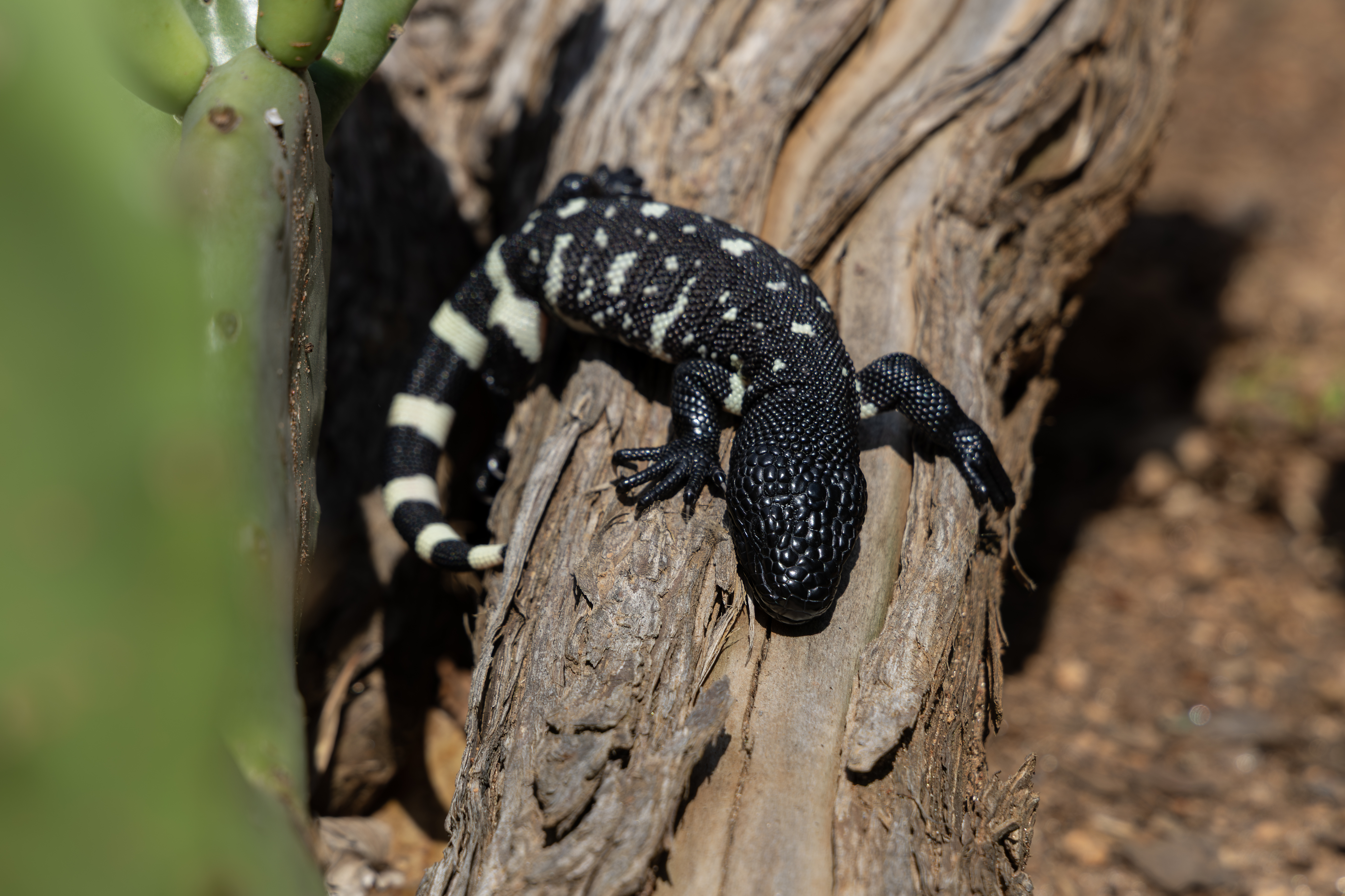 Guatemalan bearded lizards hatch at Zoo Atlanta