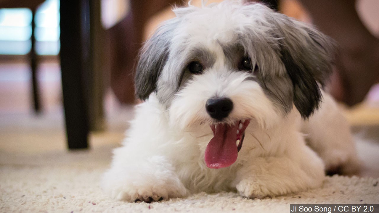 soo humane society dogs