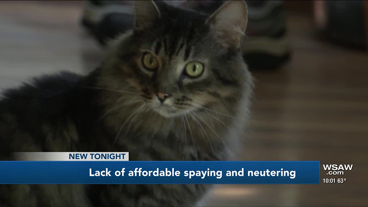 Affordable clearance cat neutering