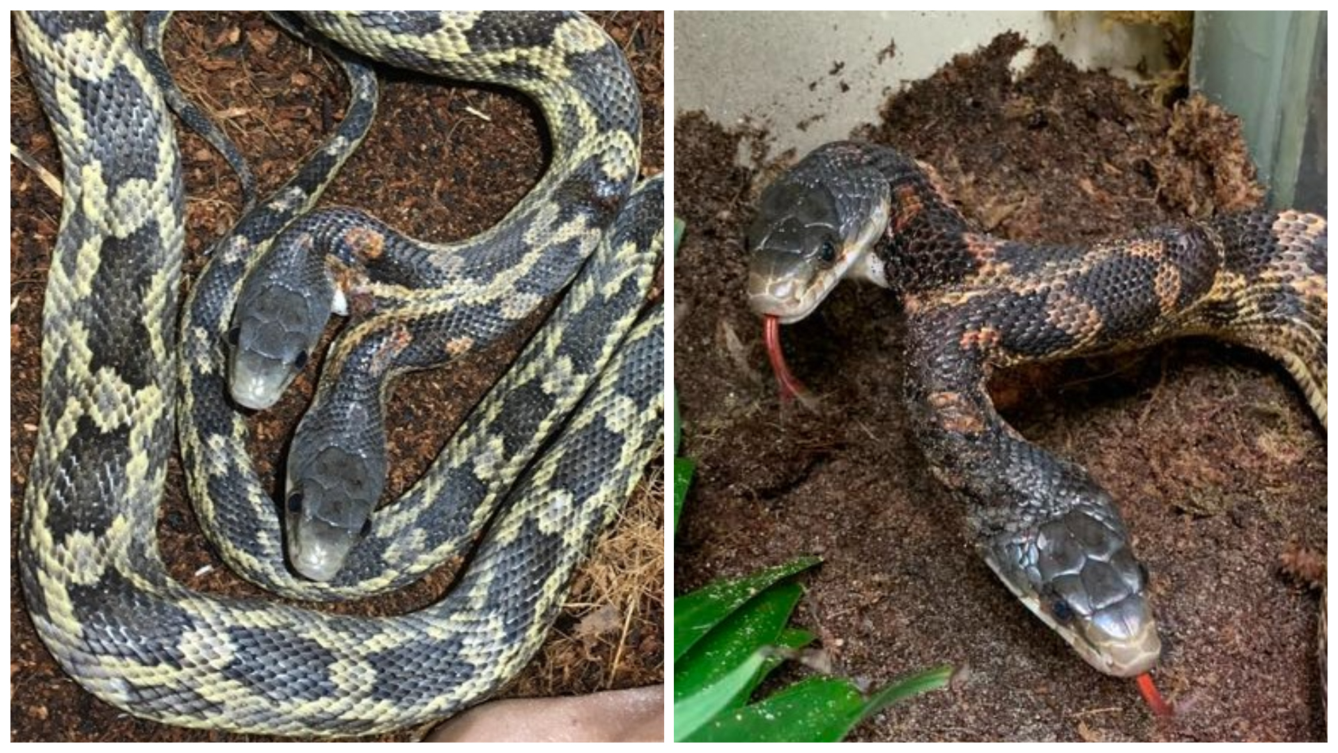 Rare two-headed snake found in Texas yard