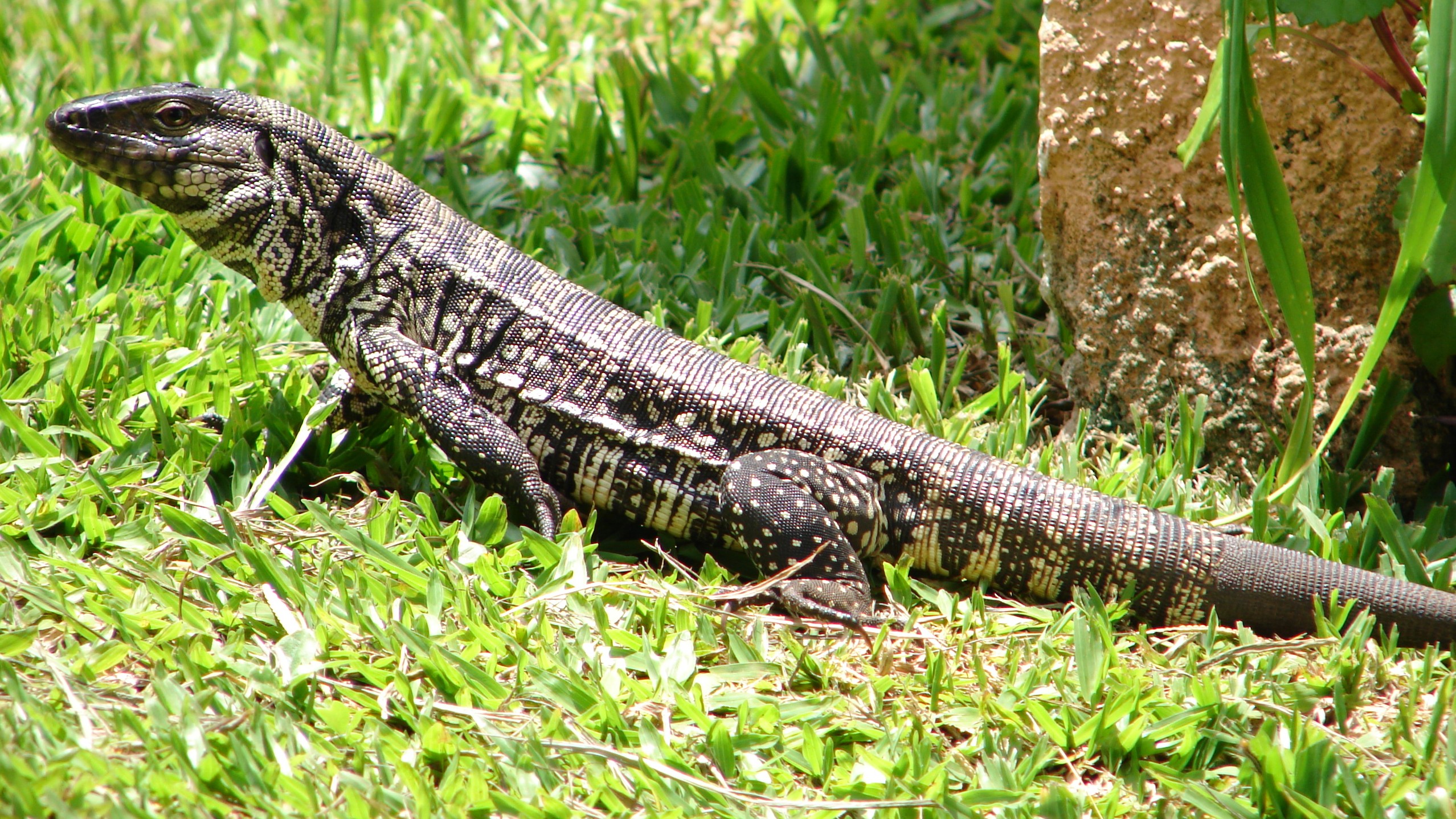 Have You Spotted One Of These Invasive South American Lizards In Georgia