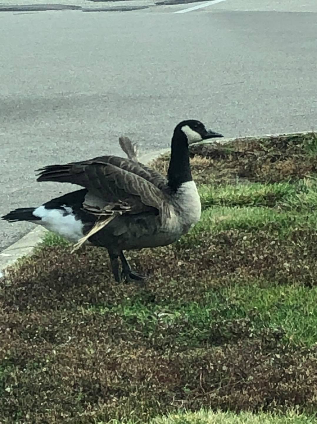 Canada goose chicago gun hotsell