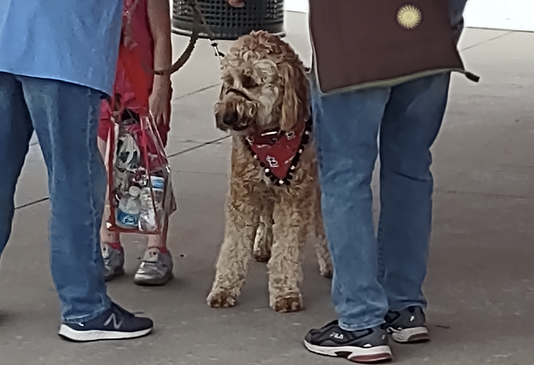 Springfield Cardinals on X: Final. Tomorrow is @Purina Bark in