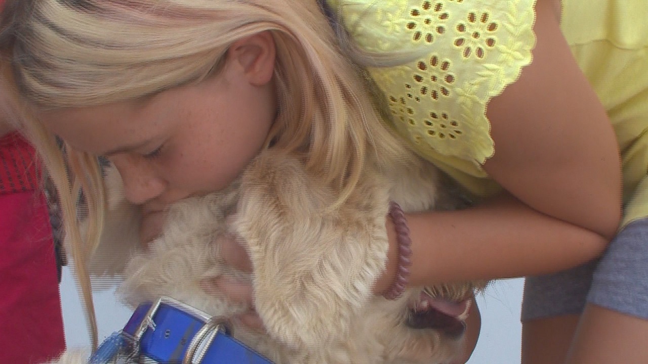 Dog Girsxxx - Family says 10-year-old girl's service dog not allowed in Colorado business