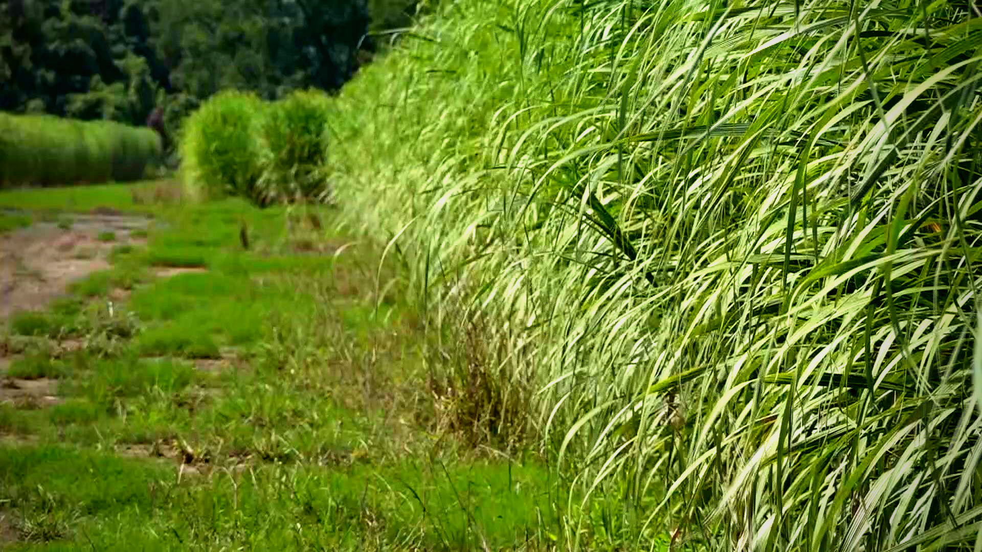 tobacco insurance fraud in kentucky Barren County farmer gets 52 months for crop insurance fraud