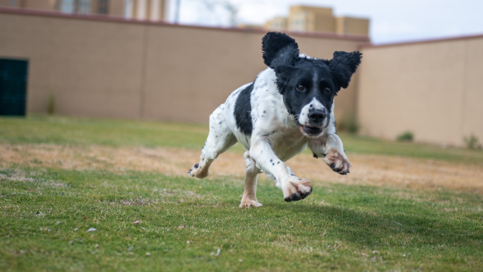 K-9 dies after suffering a medical episode