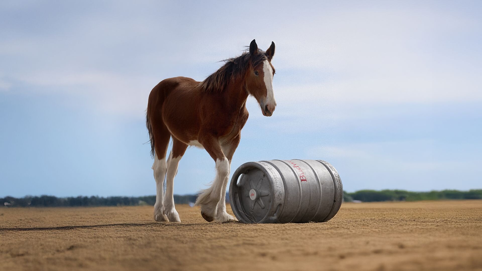WATCH: Budweiser Super Bowl ad features a Clydesdale foal ...