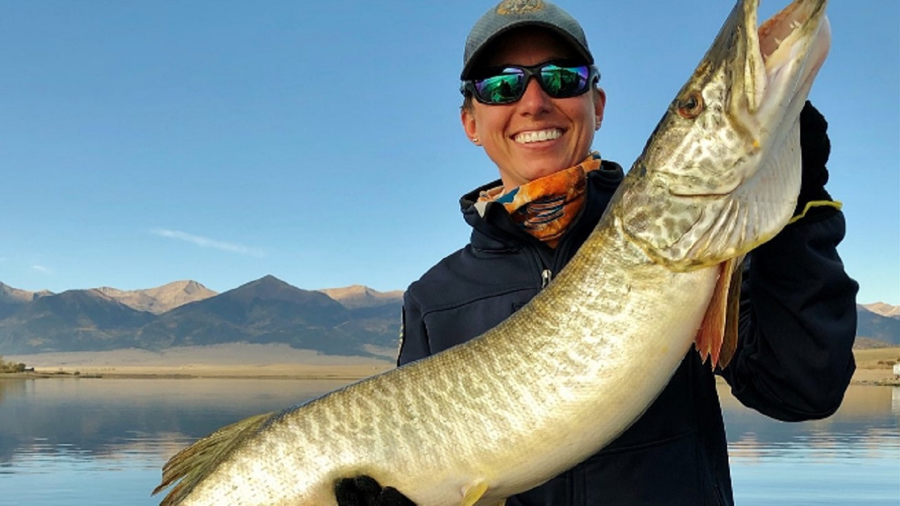 Tiger Muskie; the role of this silent predator in Colorado's waters -  Colorado Outdoors Online