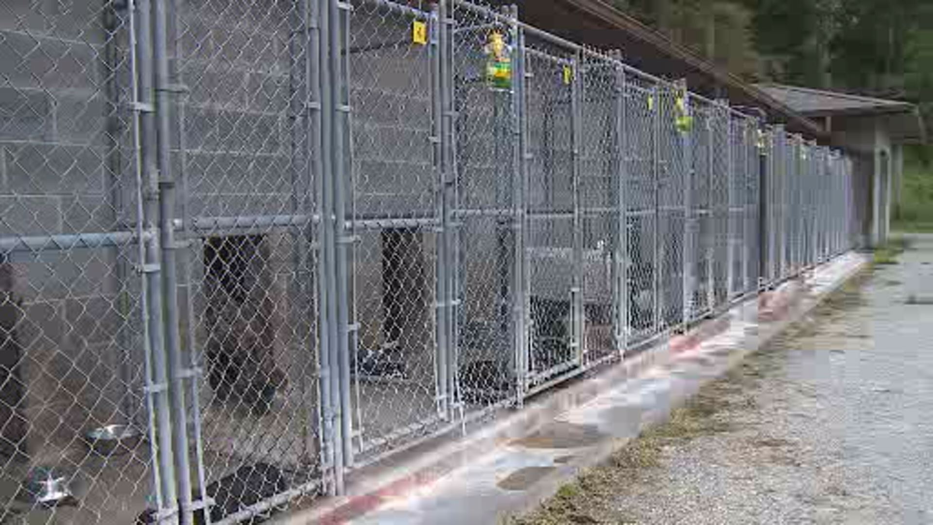 Wkyt Investigates The State Of Animal Shelters In Kentucky