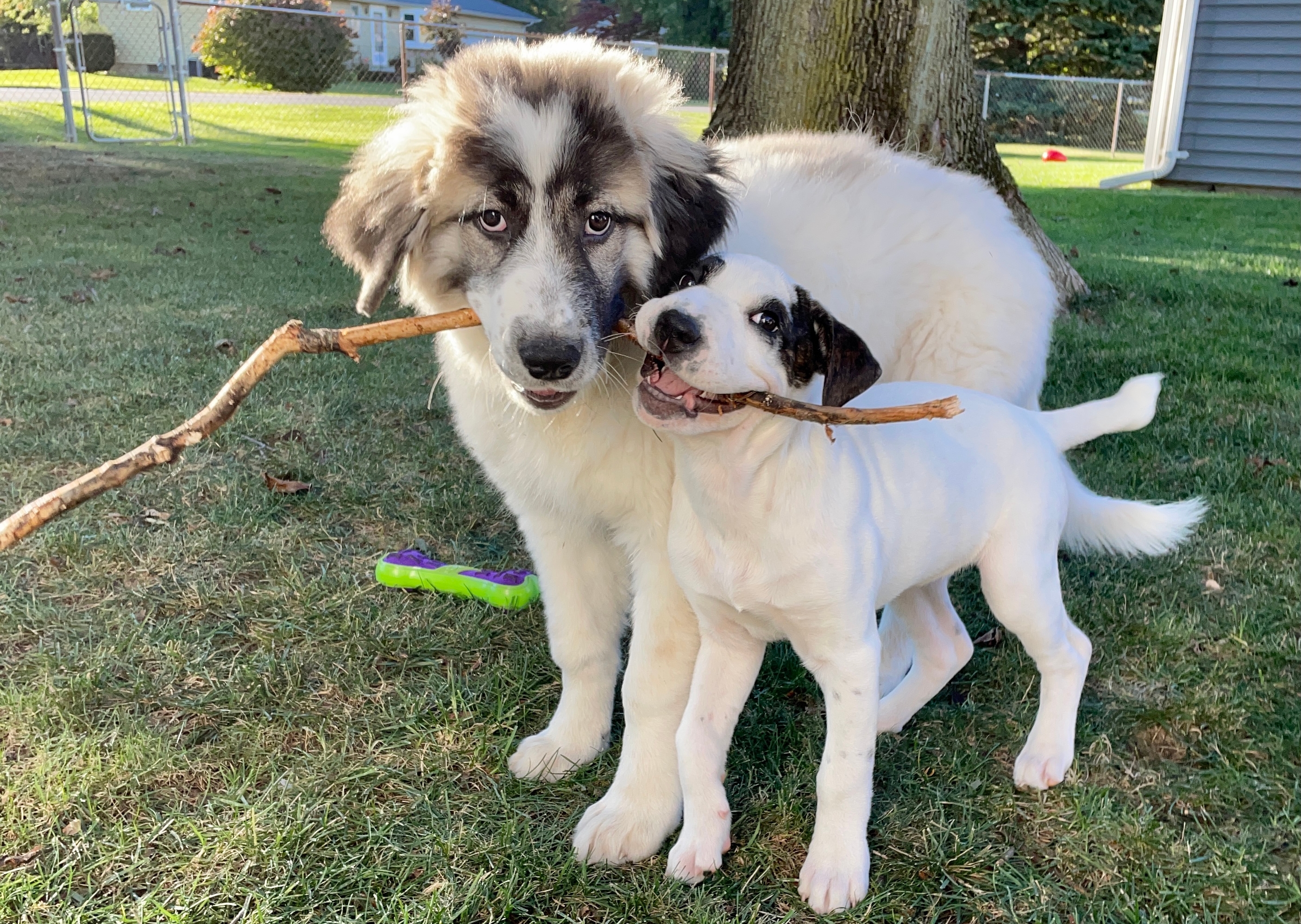 Puppy Bowl XIX to feature two of Colorado's own, Sven & Vivian, Pets