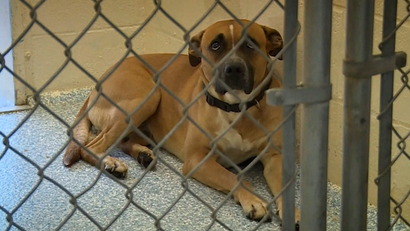 Police Say Boxer Pit Bull Mix Kills 6 Month Old Boy