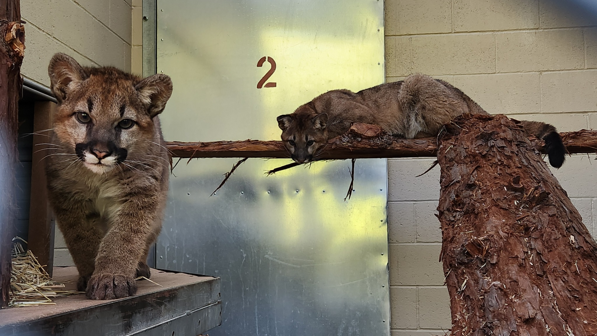 Phoenix Zoo to welcome 2 mountain lion cubs from Oakland Zoo