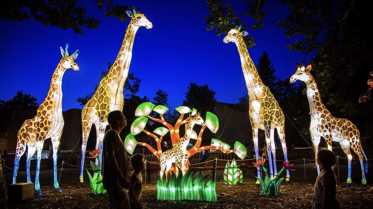 wild lights asian lantern festival at the louisville zoo