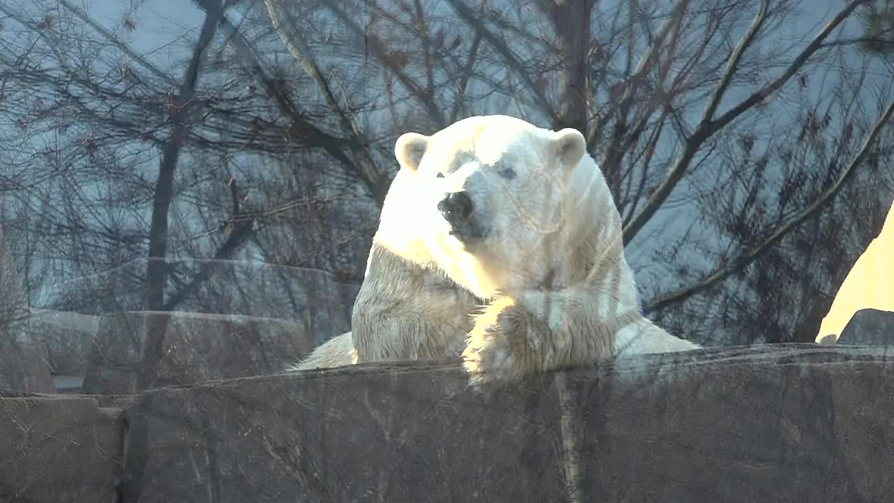 Grizzly Bear  Saint Louis Zoo