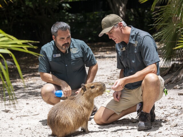 We think there's love in the air': Capybara arrives at zoo for