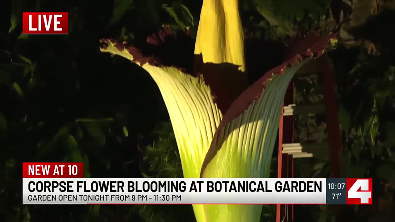 Corpse Flower 'Octavia' in bloom at Missouri Botanical Garden