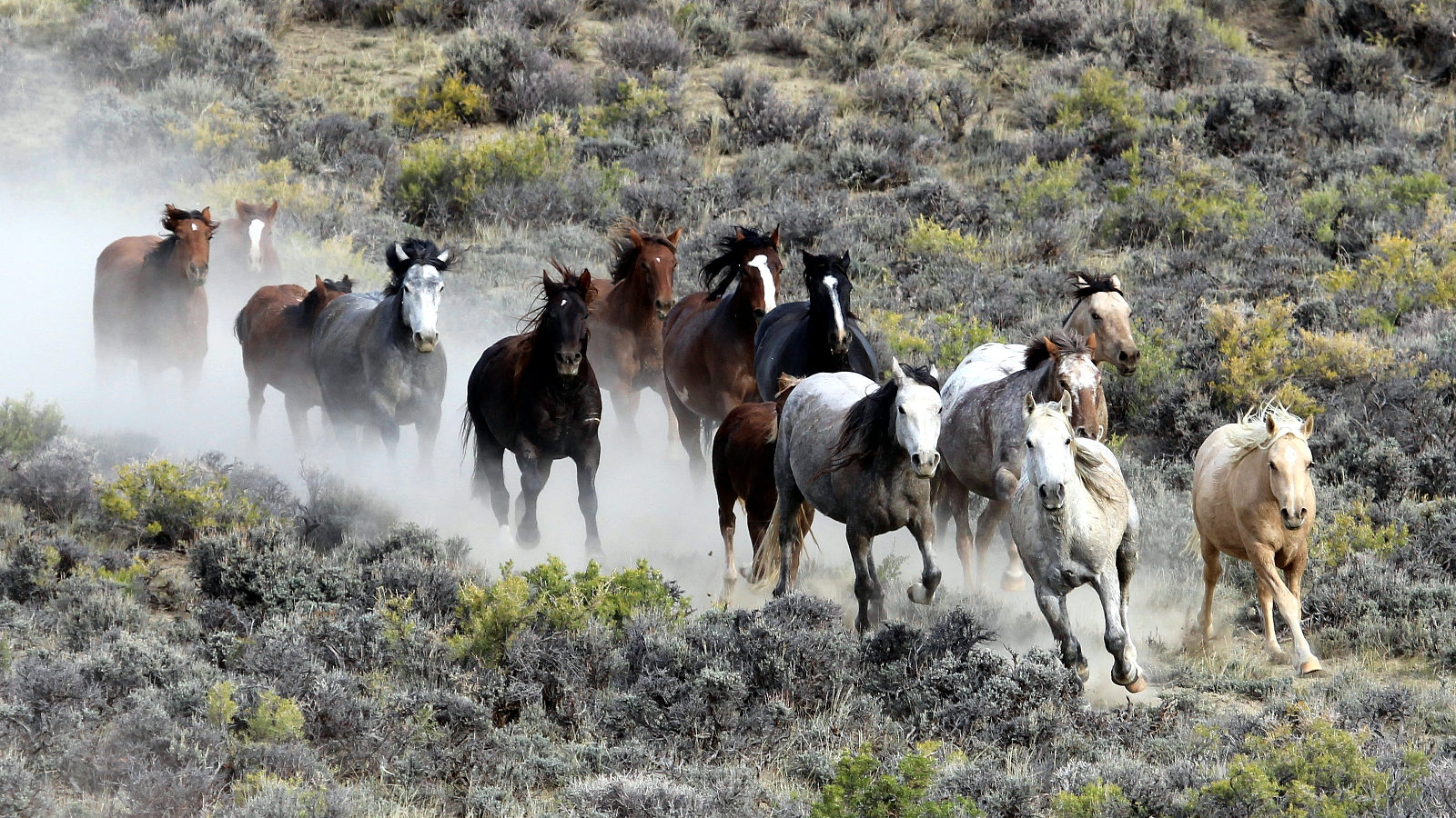 How many wild horses are there in nevada