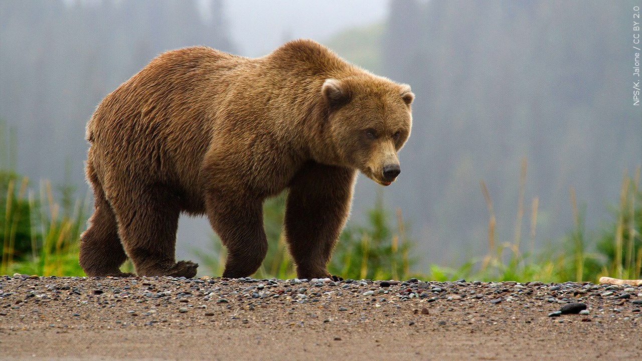 Man, 72, kills grizzly bear that attacked him while he was picking berries