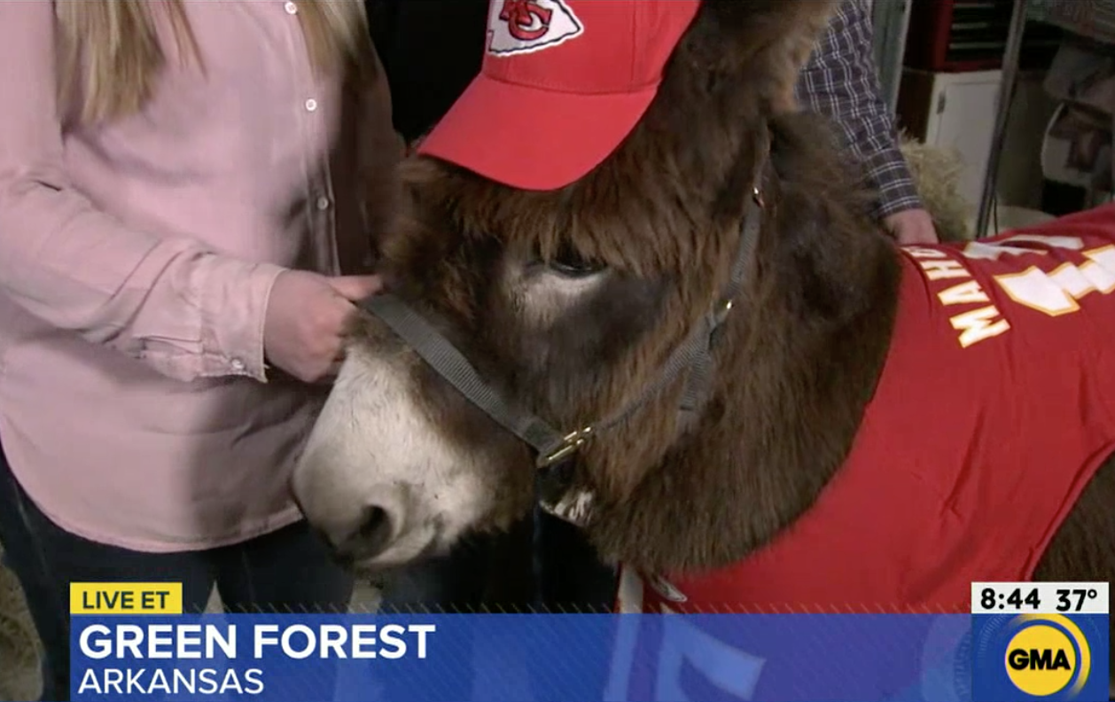 Donkey from Green Forest, Arkansas named GMA Pet of the Week, sports Chiefs  gear