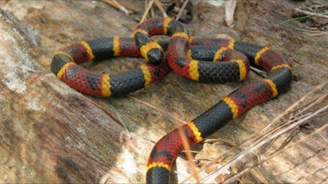 Eastern Coral Snake Bite