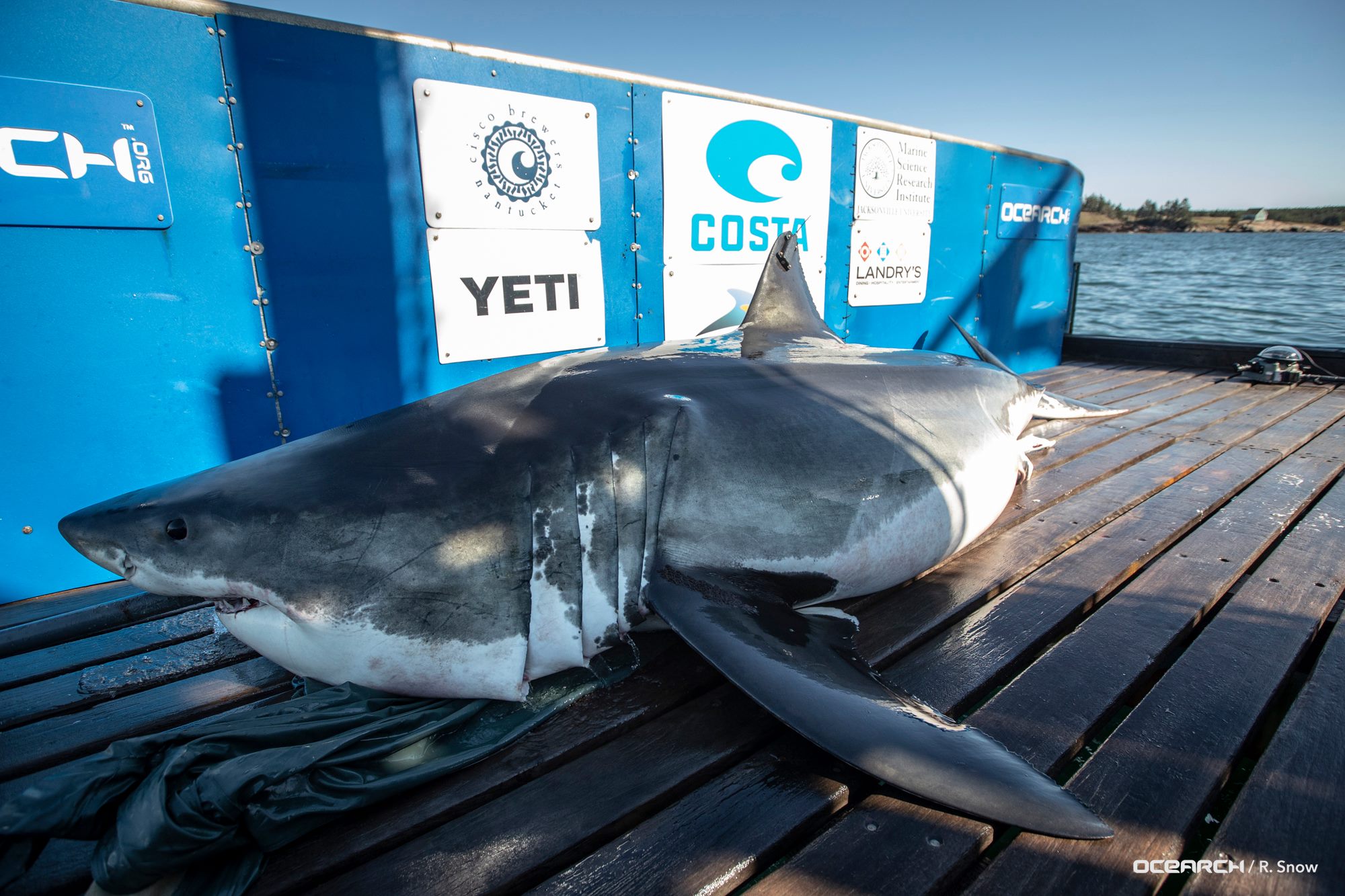 Shark Research Could Help Ga. Shrimpers