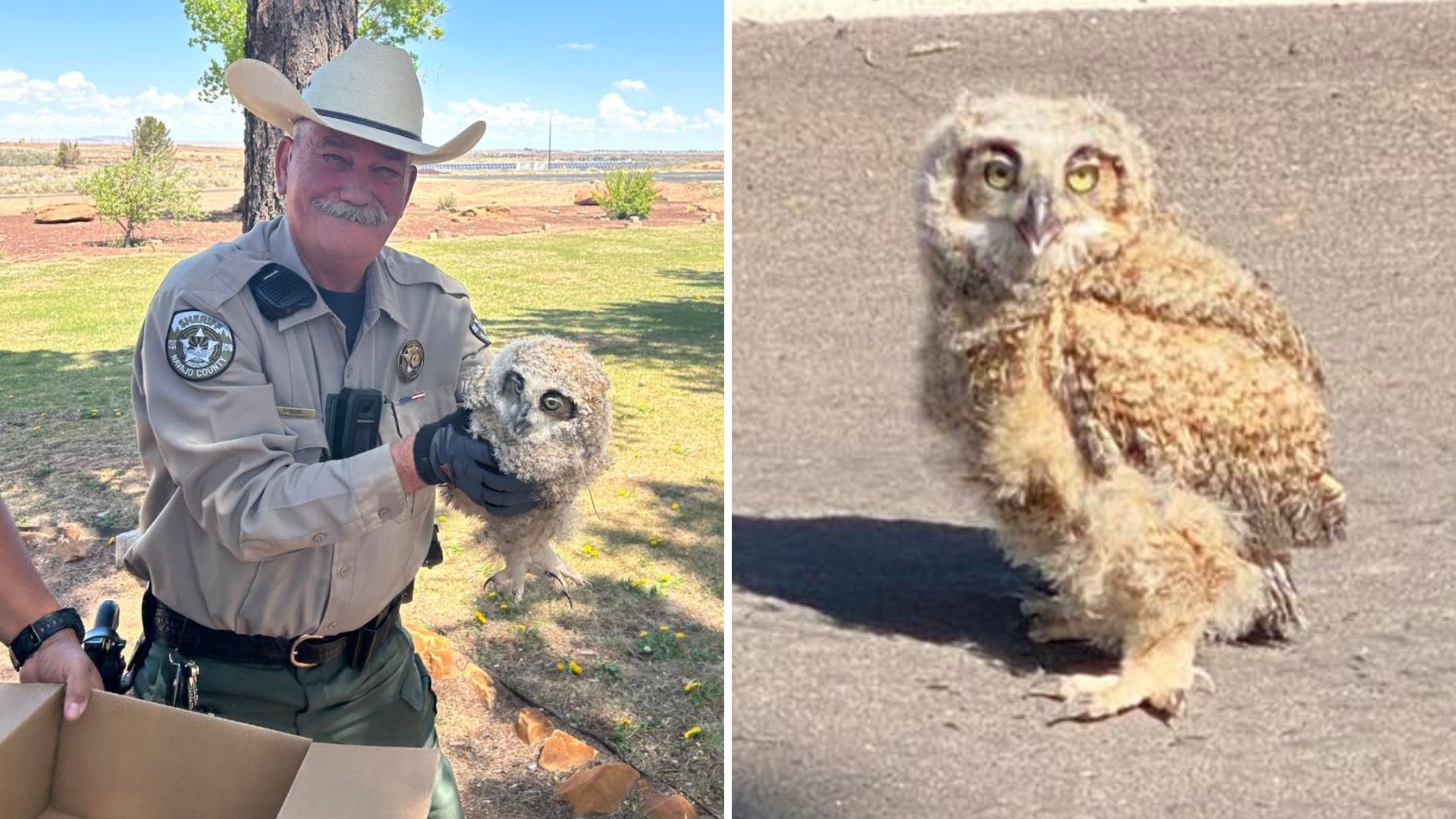 Deputies step in to help injured owl in Navajo County