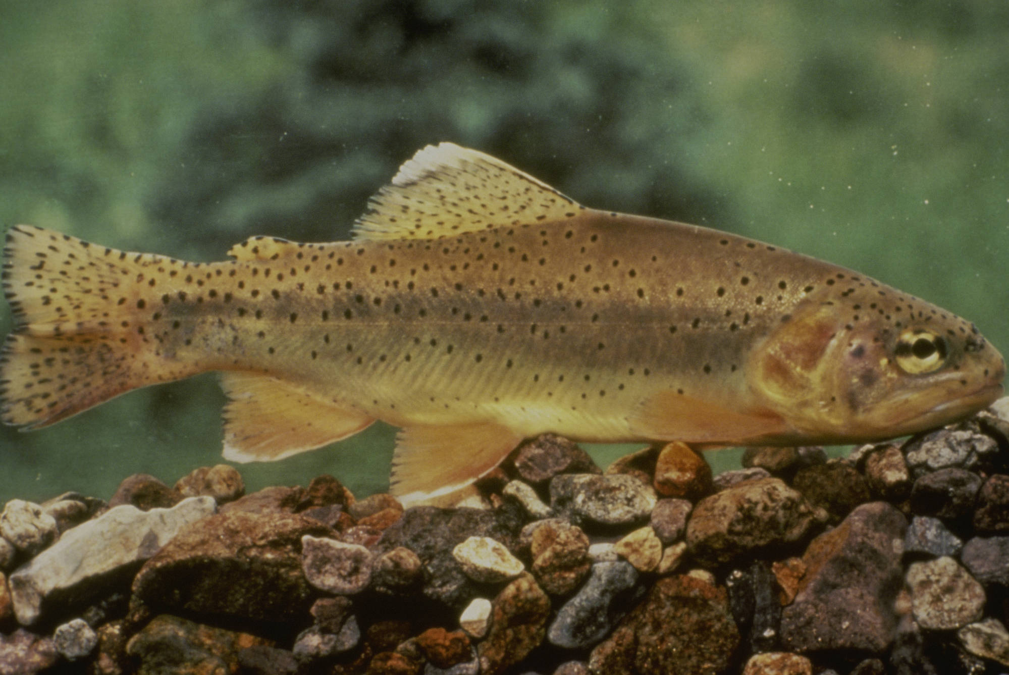 Arizona state fish, the Apache trout, is no longer considered endangered