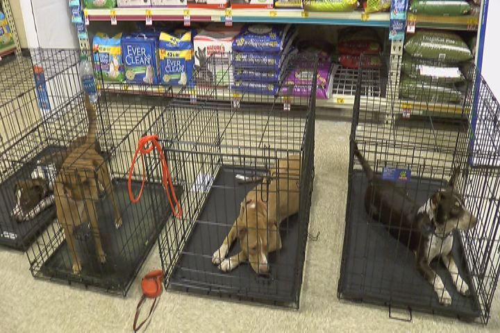 petsmart everclean