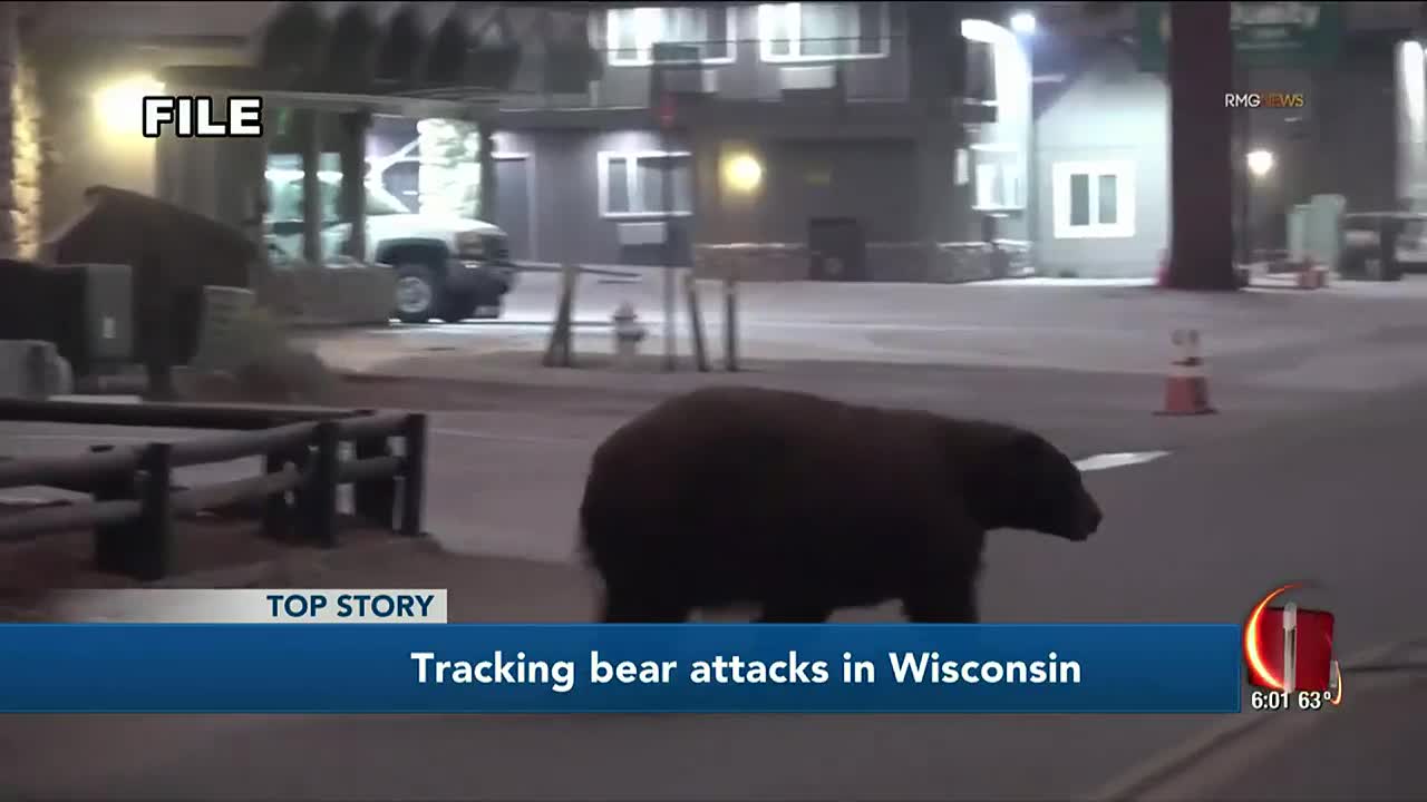 Bear attacks are rare in Wisconsin, however hungry bears can keep closer to  humans