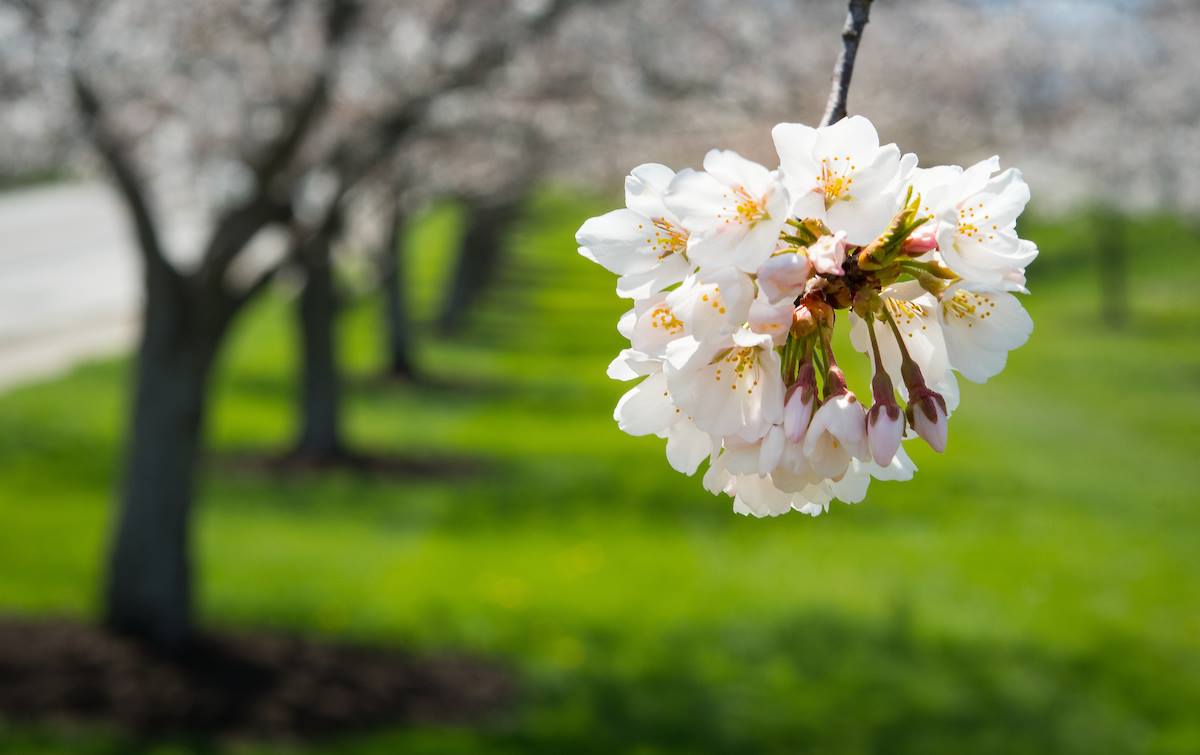   BLOSSOM ペストリーフォーク(L) F2CHW3BTDVDF3G4CDXL5QMSFJ4.jpg