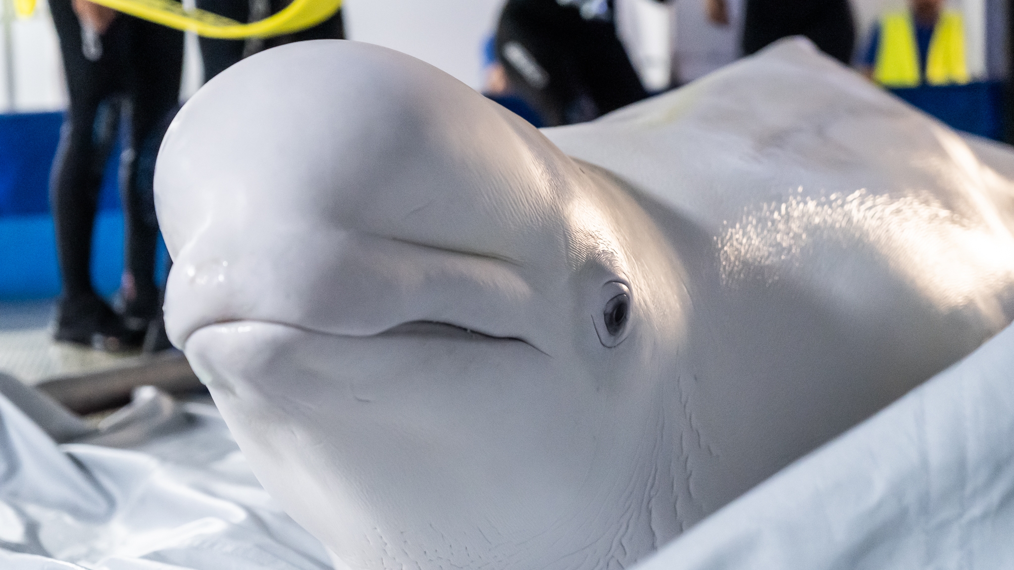 Coming out in waves to spot the Cook Inlet beluga whale