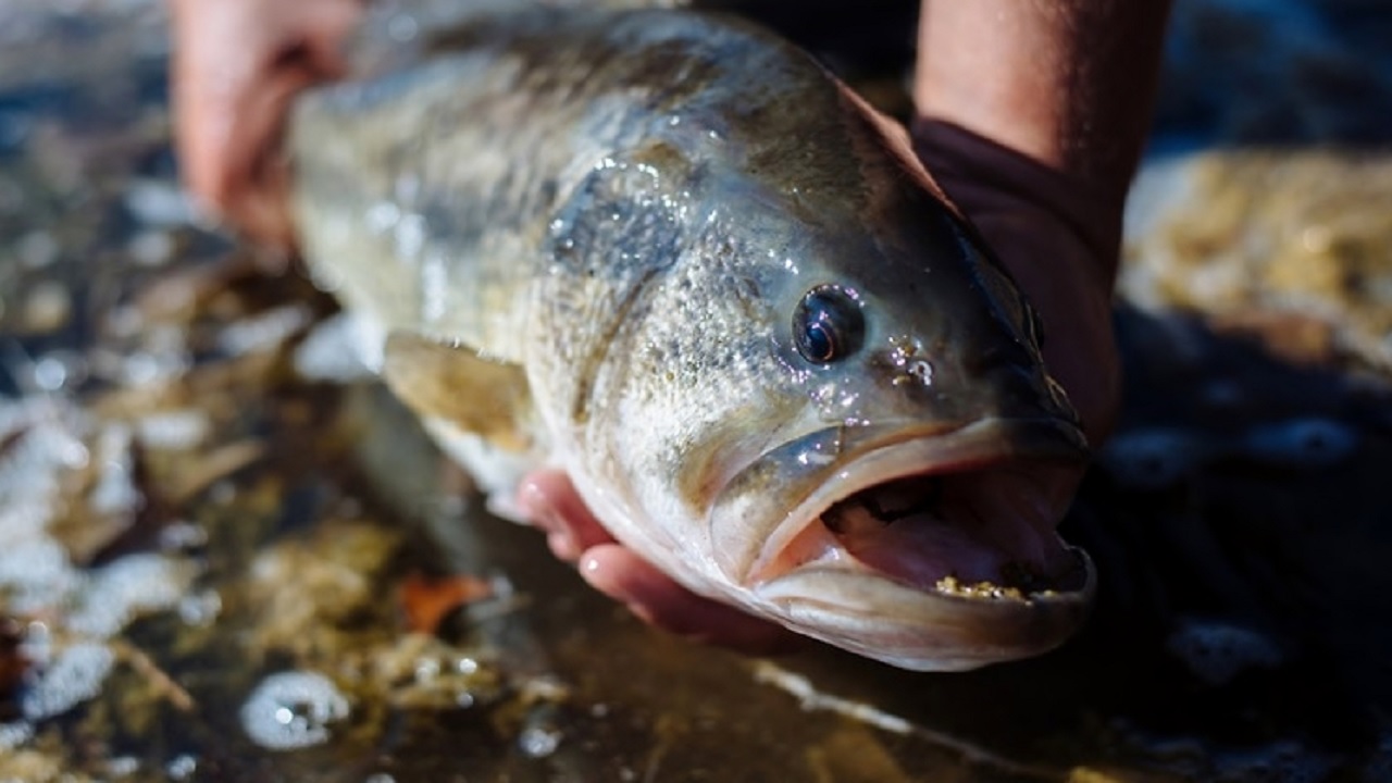 Angler Catches Last State Record Fish for Calendar Year 2023 / 1-3-24  Angler Catches Last State Record Fish for Calendar Year 2023 / Weekly News  / News / KDWP Info / KDWP - KDWP