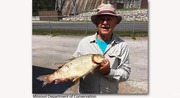 Grass Carp  Missouri Department of Conservation