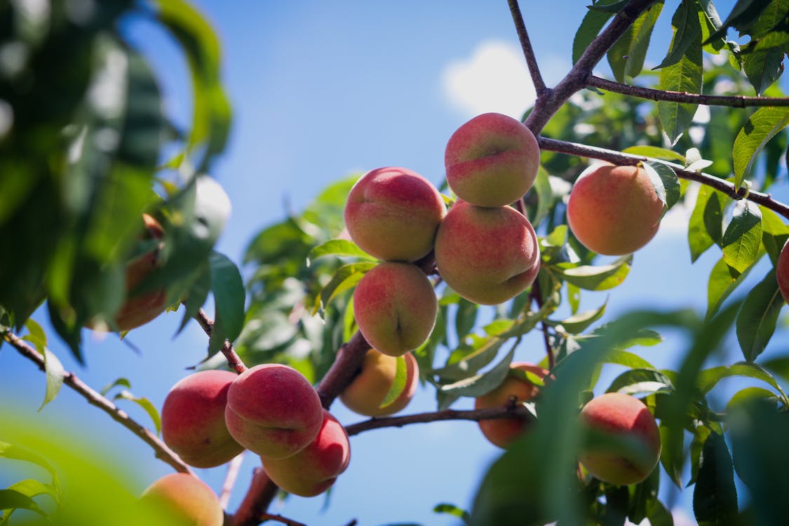 Understanding fall blooming fruit tree sightings